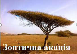 Зонтична акація