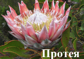 Протея