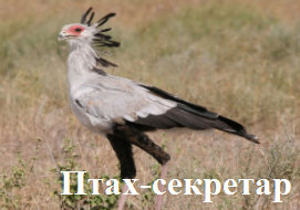 Птах-секретар