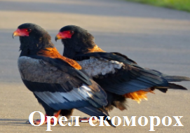 Орел-скоморох