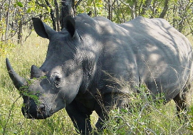 Носорог