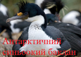 Антарктичний синьоокий баклан
