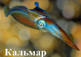 Кальмар