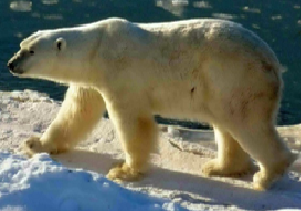 Білий ведмідь