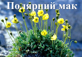 Полярний мак
