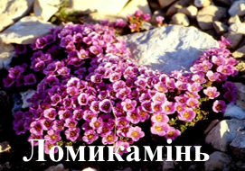 Ломикамінь