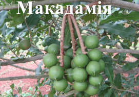 Макадамія