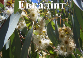 Евкаліпт