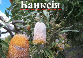 Банксія