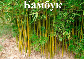 Бамбук