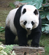 Панда