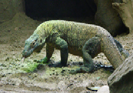 Комодський варан