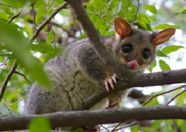 Кузу лисячий