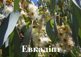 Евкаліпт