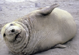 Морський котик