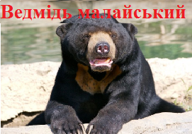 Ведмідь малайський