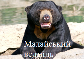 Малайський ведмідь