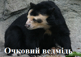 Очковий ведмідь