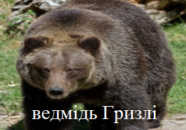 ведмідь Гризлі