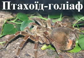 Птахоїд-голіаф