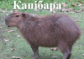 Капібара