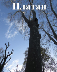 Платан