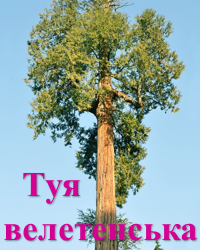 Туя велетенська