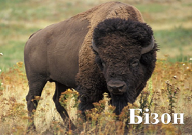 Бізон