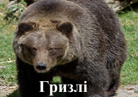 Гризлі