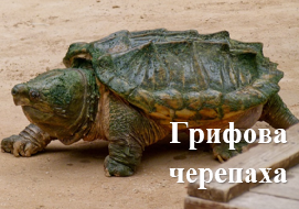 Грифова черепаха