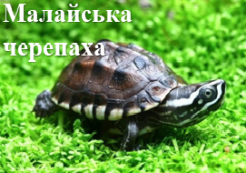 Малайська черепаха